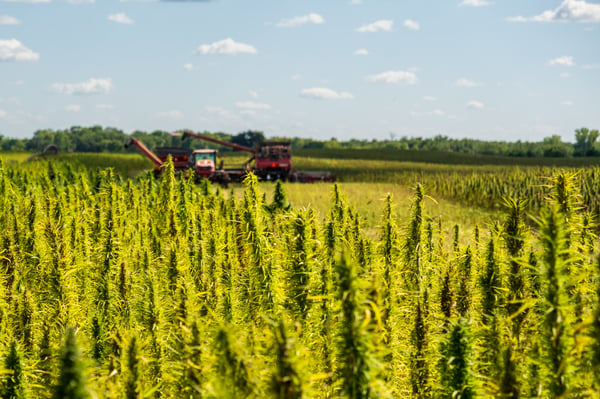 Industrial Hemp Grown in Central Minnesota