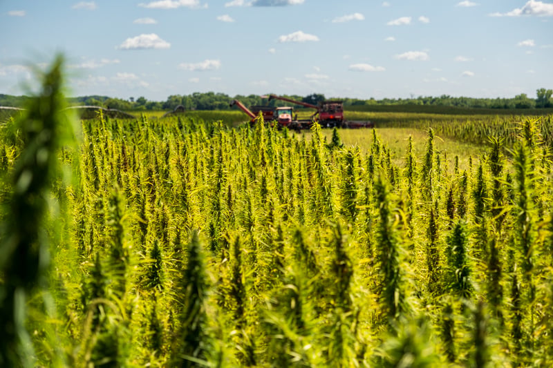 Hemp Harvest